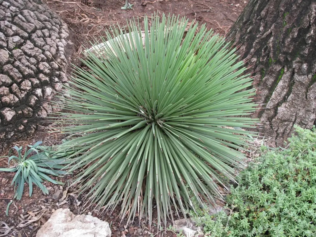 אגבה זקופה (אגבת הקיפוד)