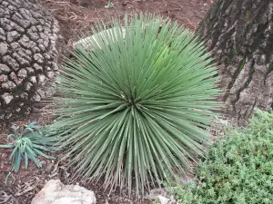 אגבה זקופה (אגבת הקיפוד)