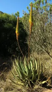 אלוי דוקרני