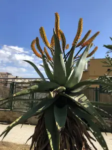 אלוי איום (אלוי מר)