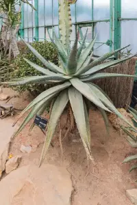 אלוי מרלות (אלוי ההרים)
