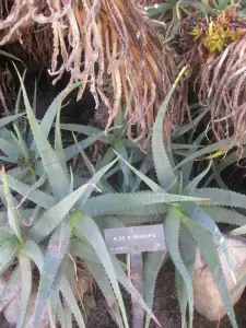 אלוי הנסיכים