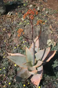 אלוי מפוספס (אלוי האלמוג)