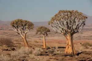 אלוי מתפצל (עץ אשפת החצים)