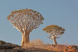 אלוי מתפצל (עץ אשפת החצים)