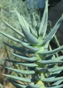 אלוי מתפצל (עץ אשפת החצים)