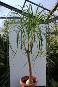 בוקרנאה כפופה (נולינה, רגל הפיל)