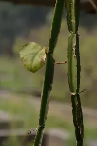 קיסוסן מרובע (גפן הוולד)