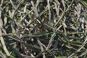 קיסוסן מרובע (גפן הוולד)