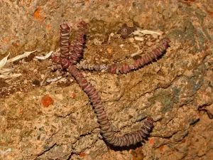 קרסולה מרנייר (שרשרת הירקן)