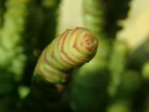 קרסולה מרנייר (שרשרת הירקן)