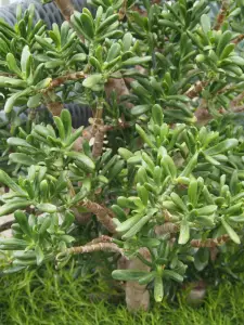 קרסולה אובטה 'גולום' (אצבעות שרק)