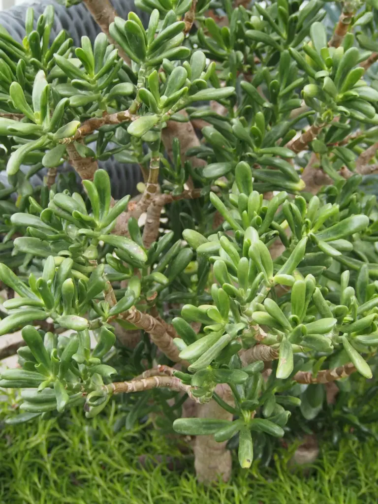 קרסולה אובטה 'גולום' (אצבעות שרק)
