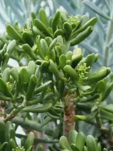 קרסולה אובטה 'גולום' (אצבעות שרק)