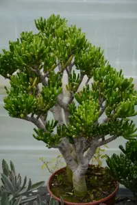 קרסולה אובטה 'גולום' (אצבעות שרק)