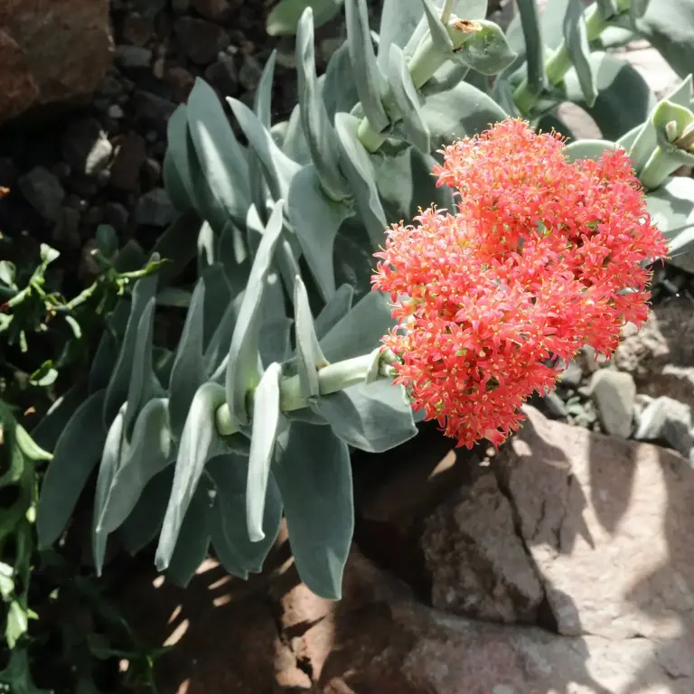 קרסולה חרמשית (צמח המדחף)