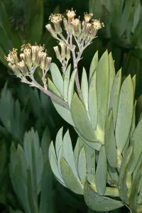 סביון אהלי ('מאונט אוורסט')