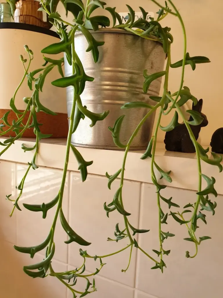 סביון נודד (שרשרת הדולפינים)