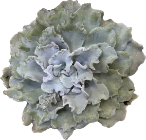 כפנית שו