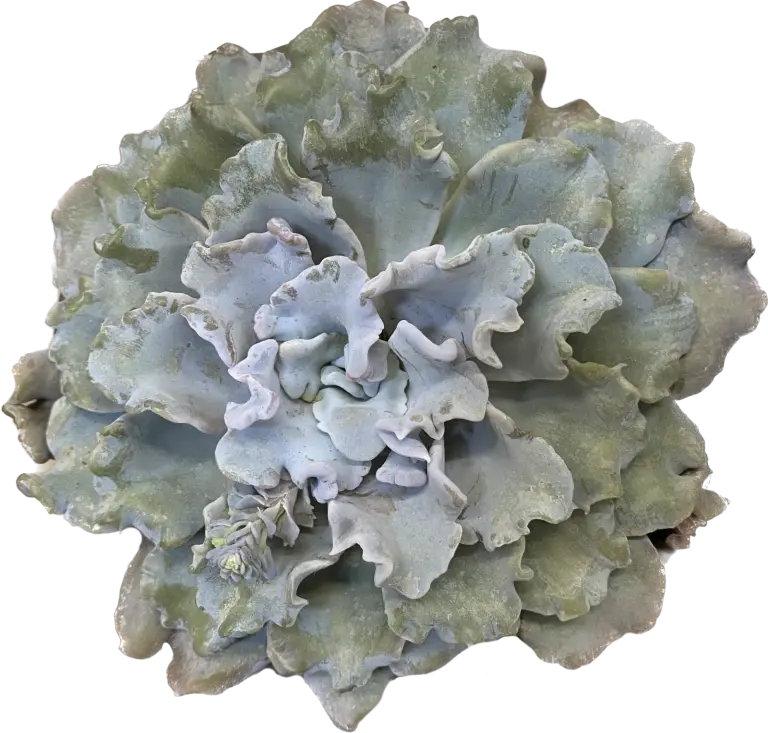 כפנית שו