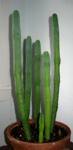 אכינופסיס בקבוקי (קקטוס אחינועם)