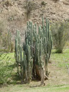 אכינופסיס בקבוקי (קקטוס אחינועם)