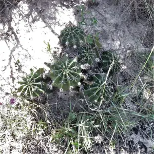 אכינופסיס (קקטוס שושן הפסחא)