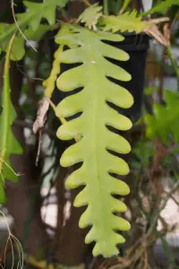 אפיפילום זיגזג (קקטוס עצם הדג)