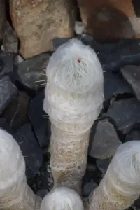 אספוסטואה צמרירית (הזקן הפרואני)