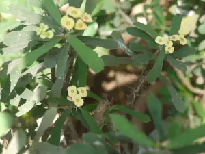 חלבלוב מילי (כתר קוצים)