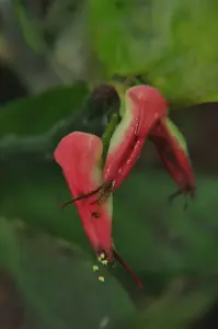 פדילנתוס (שדרת השטן)