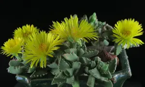 פאוקריה נמרית (לסתות הנמר)