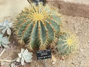 פרוקקטוס כחלחל