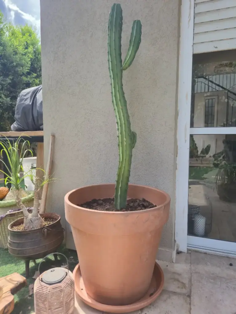 Cereus hexagonus