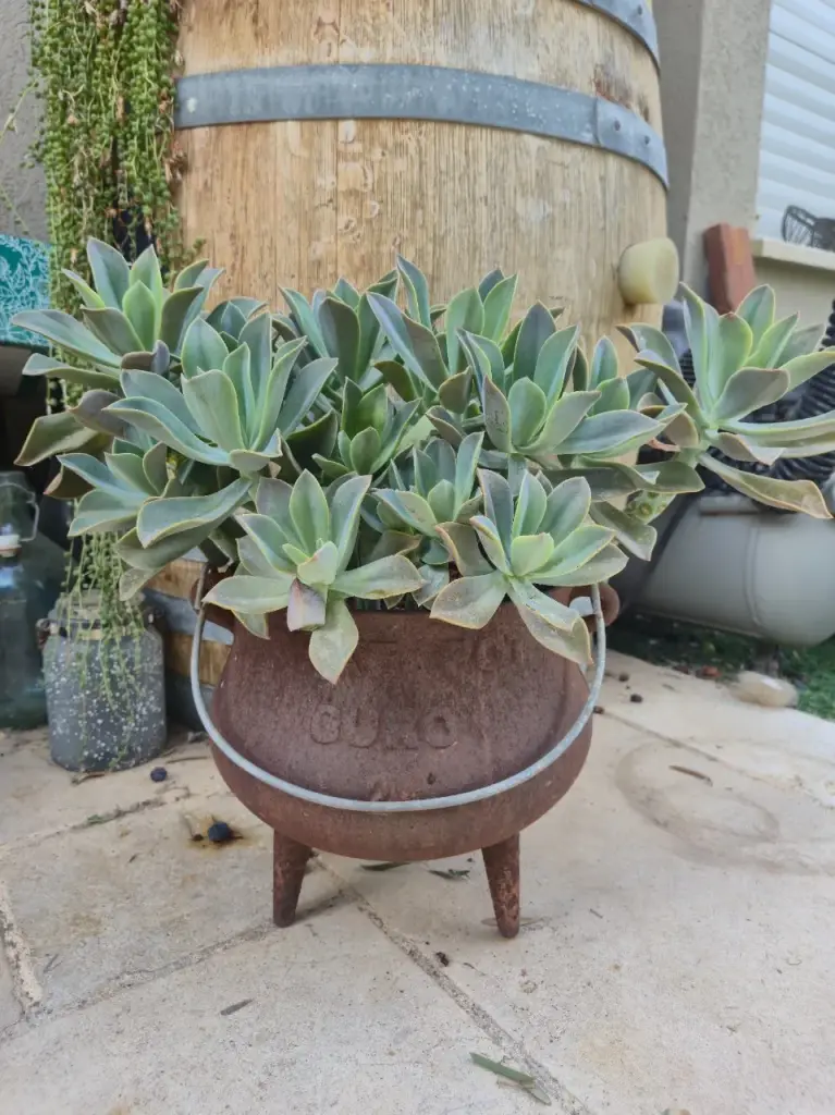 Aeonium lancerottense