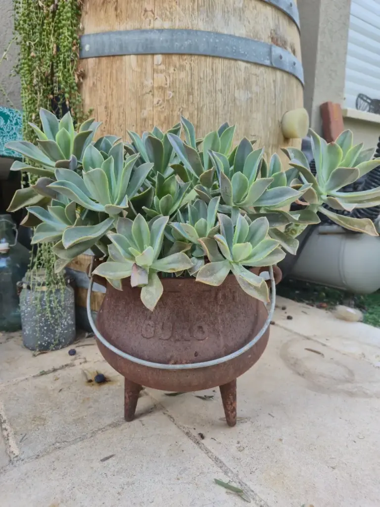 Aeonium lancerottense