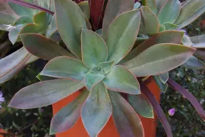 גרפטווריה 'פרד אייבס'