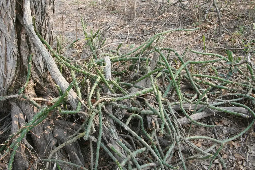 הריסיה מרטין (קקטוס אור הירח)