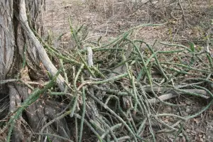 הריסיה מרטין (קקטוס אור הירח)