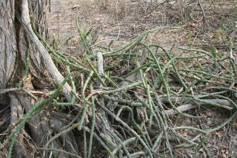 הריסיה מרטין (קקטוס אור הירח)