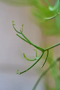 הטיורה (קקטוס הבקבוקים)