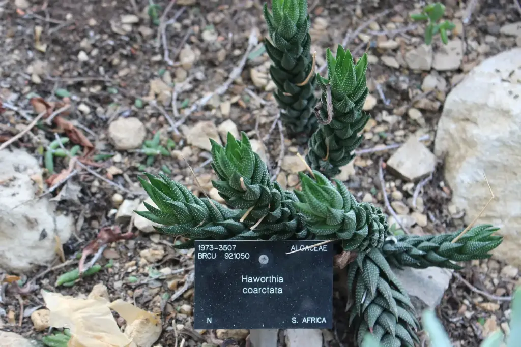 האוורתיה דחוסה