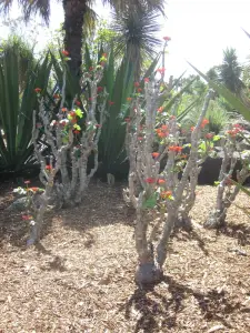 יטרופה שיגדונית (כרס בודהה)