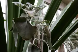 ניצנית ענקית (שיח הלבד)
