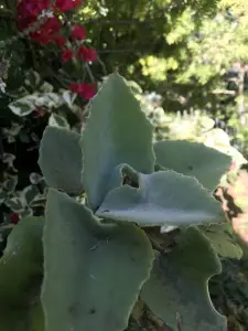 ניצנית ענקית (שיח הלבד)