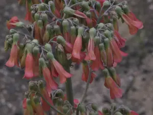 ניצנית משוננת (אם האלפים)