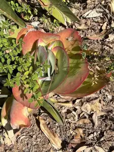 ניצנית לוסי (פנקייקים)