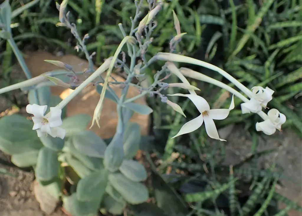 ניצנית משויישת (מנגב העט)
