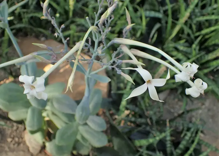 ניצנית משויישת (מנגב העט)