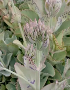 ניצנית משויישת (מנגב העט)